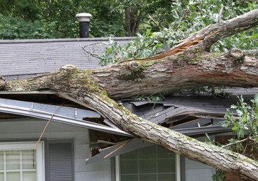 Tree Removal